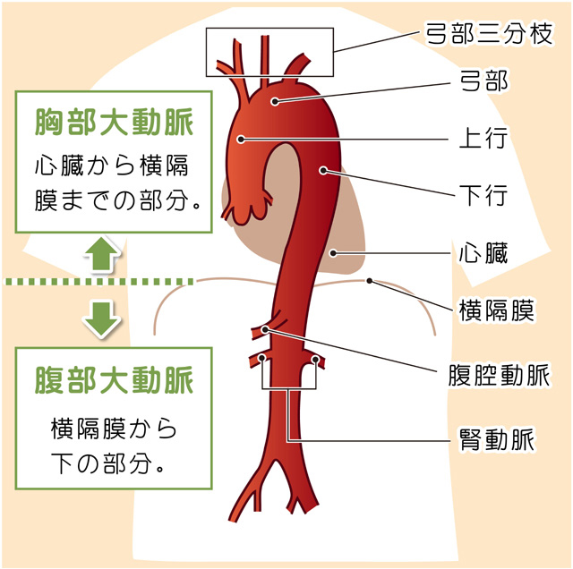 大動脈の図